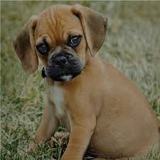 Puggle is a designer breed of the pug and beagle breeds. Puggle Puppies For Sale In Brooklyn Ny Teacup Pups