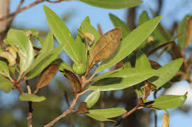 Image result for Lauraceae