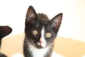 Wann man mit der katze zum tierarzt muss, ist stark abhängig von der schwere der verstopfung. Zuhause Gesucht Katze Minnie K 131 19 Tierschutz Fur Willich E V