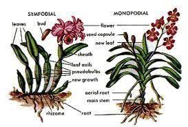 Beginners Including Orchids Orchids Orchid Types Care For And Oforchids For Beginners Including Types Of Orch Types Of Orchids Orchid Care Orchids