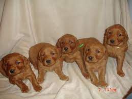 Health, temperament, intelligence, confirmation, spirit, and versatility. Golden Retriever Puppies Dark Red For Sale In Bucks Bar California Classified Americanlisted Com