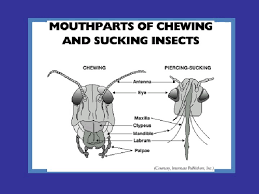 Pests come in a variety of forms: Integrated Pest Management Reminder Student Learning Activities Are