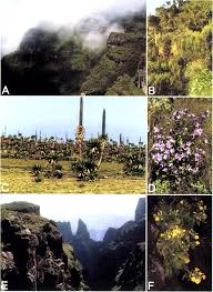 Image result for Girardinia bullosa