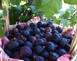 Résultat de recherche d'images pour "figo preto de torres"