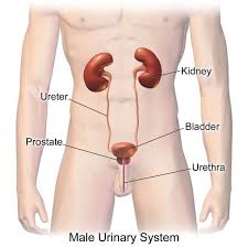 Pictures Of Kidney Location In Body Koibana Info Enlarged Prostate Human Body Organs Prostate