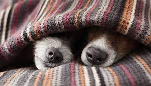 Keep your dog warm with these tips. 20 Things To Keep Dogs Warm In Winter Indoors And Outdoors