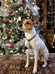 Kopek Dunyasi Adli Kullanicinin Jack Russel Terrier Panosundaki Pin