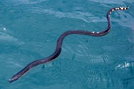 It holds its head and neck above the ground when hunting, and may climb into shrubs. Yellow Bellied Sea Snake Pelamis Platurus Sea Snake Snake Poisonous Snakes