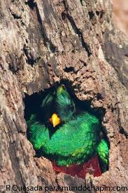 Birds That Start With Q In Spanish Ave Nacional De Guatemala Guatemala Travel Guatemala Quetzal