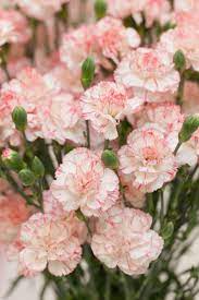 9 Reasons Carnations Are Actually The Best Carnation Plants Carnation Flower Most Beautiful Flowers