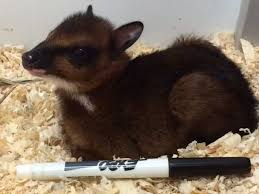 Sign up for free for latest news plus tips to save. A Young Greater Mouse Deer With Marker Pen For Scale Imgur