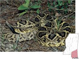 We've been doing a lot of coloring this week, but we had to take a break and do this super cool drawing.email a photo. Mdwfp Venomous Snakes Of Mississippi