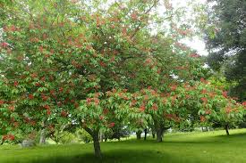 Image result for Aesculus