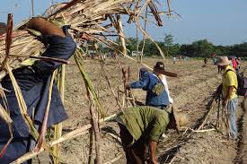 Sembrar mucha caña para producir más azúcar - La Demajagua