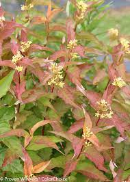 Check spelling or type a new query. Kodiak Orange Diervilla X Proven Winners
