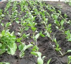 Cara menanam sawi di polybag sangatlah mudah. 6 Cara Menanam Sawi Hijau 99 Berhasil