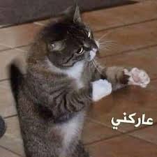رياكشن Funny Art Memes Funny Cartoon Quotes Funny Photo Memes