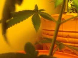 Cfl grow lights run much cooler than mh or hps, so can be placed closer to the plants. Growing Weed Veg Cfl Lights Youtube