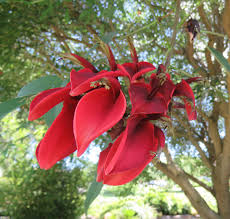 Image result for Erythrina livingstoniana