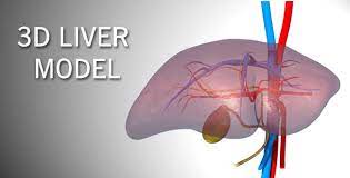 Illustration the liver labeled diagram. 3d Liver Model By Madi7779 Videohive