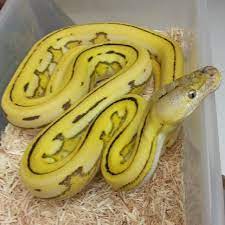 In several countries in its range, it is hunted for its skin, for use in traditional medicine, and for sale as a pet. Pin Von Jonathan Reoch Auf Snakes Reptilien Amphibien Schlangen