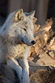 jesusita ac adli kullanicinin wolf panosundaki pin hayvanlar hayvanlar alemi hayvan