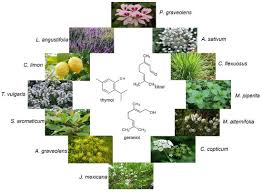 Image result for Eriosema decumbens