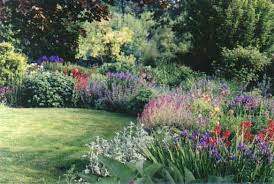Pacific coast iris (iris douglasiana and others). Beautiful Border Pacific Northwest Garden Dream Garden Beautiful Flowers Garden