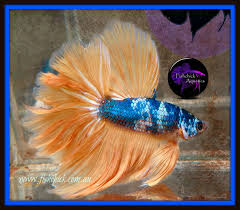 Solar Flare Rosetail Halfmoon Betta Halfmoon Betta Betta Aquarium Fish For Sale