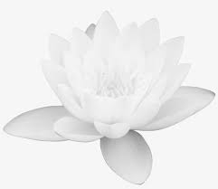 Lotus Flower Png Images Free Download Png Library White Lotus Flower Png Free Transparent Png Download Pngkey