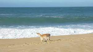 happy dog digs and plays on golden sand beach near ocean ad digs plays dog happy happy dogs beach sand dogs
