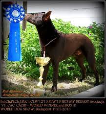 He S My Belfast Asocjacja Australian Kelpie Belfast Australian