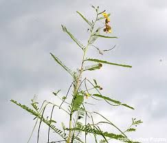 Image result for Sesbania leptocarpa