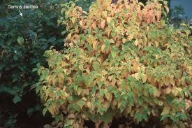 It grows to 5' tall and 6' wide over 8 years. Cornus Midwinter Fire Pale Yellow Fall Color Landscaping Plants Landscape Projects Plants