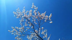 We did not find results for: Hd Wallpaper Flower Sky Sunray Blue Sky Flowers Wallpaper Flare
