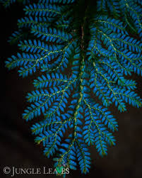 Image result for Selaginella mittenii