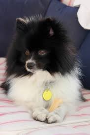 Black And White Maltese Pomeranian Mix Black And White Pomeranian Pomeranian Puppies Pomeranian Puppy Cute Dogs