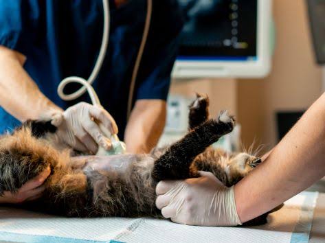 Early Detection: How Vet Diagnostics Spot Chronic Diseases