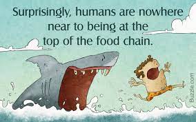 Tundra Food Chain Food Chain Biomes Tundra