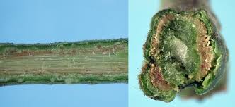 Image result for tomato seedling fusarium wilt