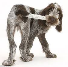 Colorado based greenhorn mountain griffs raises hunting wirehaired pointing griffons. 130 Wirehaired Pointing Griffon Or Korthals Griffon Ideas Wirehaired Pointing Griffon Korthals Griffon Griffons