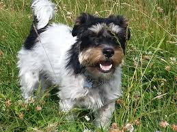 Full Grown Jack Russell Terrier Black And Brown Jack Russell Rough Coated Black And Tan Jack Russell Black And Tan Long Hair Styles