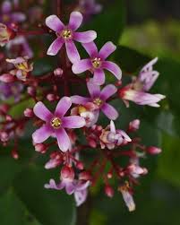 Image result for Crotalaria phyllostachys