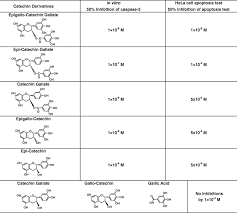 Catechin derivatives: Specific inhibitor for caspases-3, 7 and 2, and the  prevention of apoptosis at the cell and animal levels