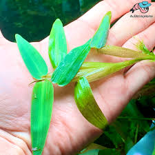 Image result for Xyris aristata