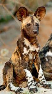 African Wild Dog Animals Beautiful African Animals Wild Dogs African