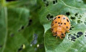 The mexican bean beetle and the squash beetle are destructive pests that prey upon the. Mexican Bean Beetle Get Rid Of Epilachna Varivestis