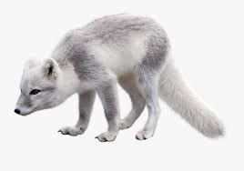Find the best arctic fox wallpaper on getwallpapers. Transparent Fox Clipart Png Arctic Fox Transparent Background Free Transparent Clipart Clipartkey