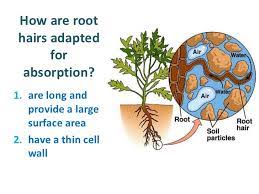 Absorption of water by roots (mechanism of osmosis) 1. Mineral Ions In Plants Grade 9 Understanding For Igcse Biology 2 22 Pmg Biology