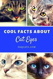 Have You Noticed How Amazing A Cats Eyes Can Be From Unique Blue Eye Colors To Vibrant Reds And Yellows We Ll Sha Cat Facts Cat Eye Colors Cat With Blue Eyes